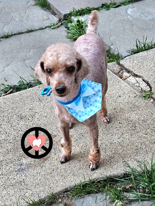 Photo of Chance, adoptable Poodle (Miniature) in Lebanon, Pennsylvania