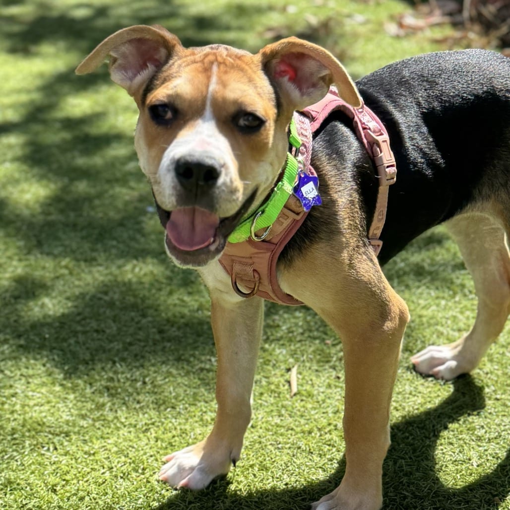 Photo of Ella, adoptable Mixed Breed (Medium) in San Francisco, California