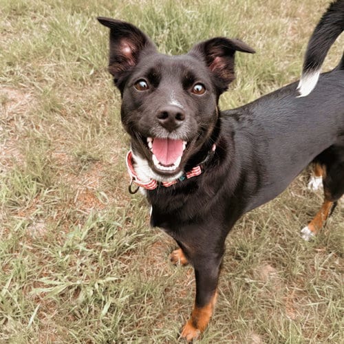 Photo of Lucy, adoptable Terrier in Arlington, Vermont