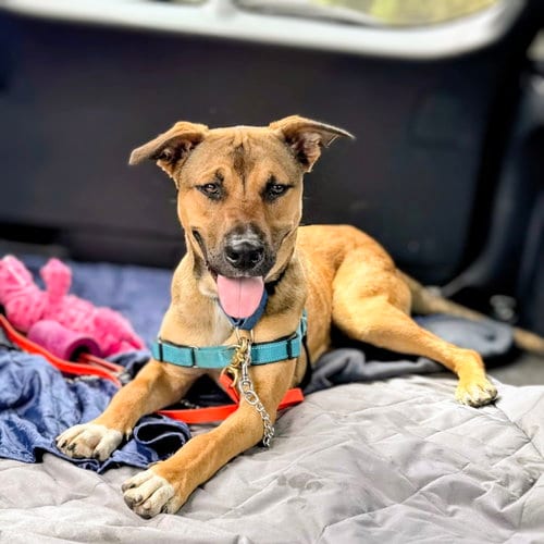 Photo of Carmel, adoptable Pit Bull Terrier in Oakland, California