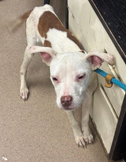 Photo of Bumper Sticker, adoptable dog in Chamblee, Georgia