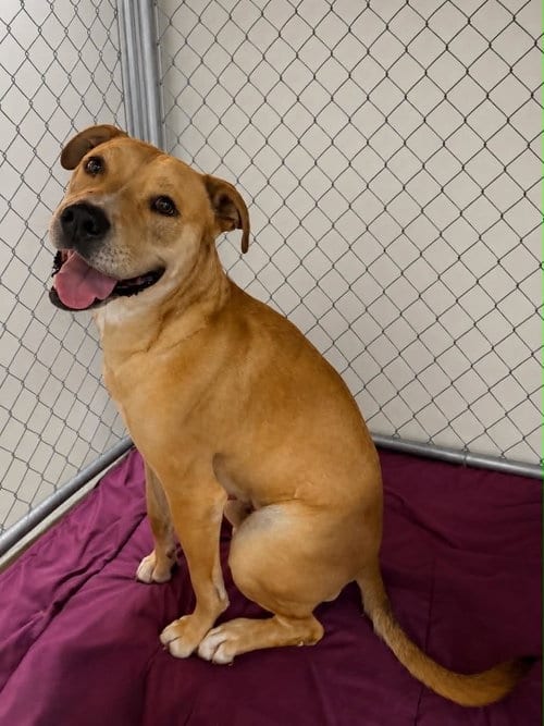 Photo of Champ, adoptable Staffordshire Bull Terrier in La Verne, California