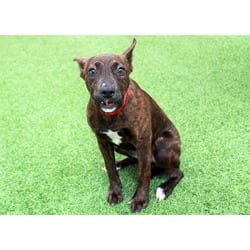 Photo of Stripes, adoptable American Staffordshire Terrier in Ft Lauderdale, Florida