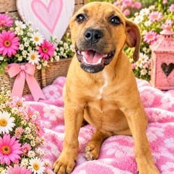 Photo of Sophie, adoptable Black Mouth Cur in Albany, New York