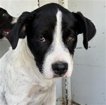 Photo of Tie, adoptable Australian Cattle Dog/Blue Heeler in Ukiah, California