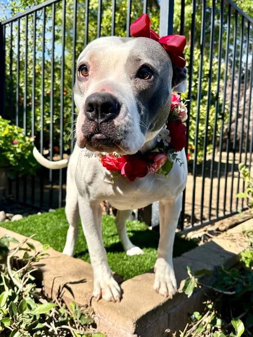 Photo of Cranberry, adoptable American Pit Bull Terrier in Redlands, California