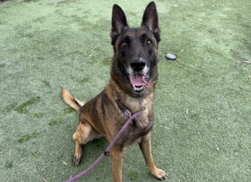 Photo of Primo, adoptable Belgian Shepherd Malinois in Los Angeles, California