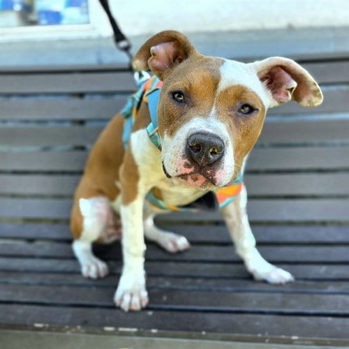 Photo of Bobbi Sox, adoptable Pit Bull Terrier in Long Beach, California