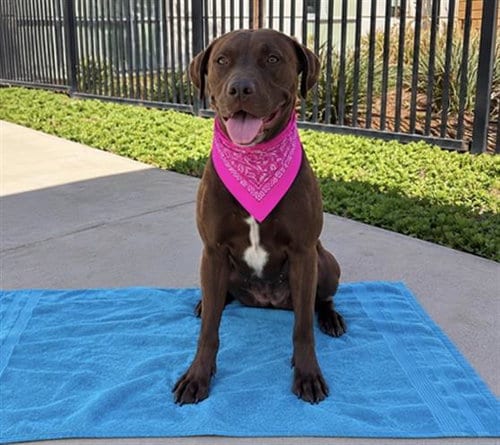 Photo of Pidgey, adoptable Labrador Retriever in Orange, California