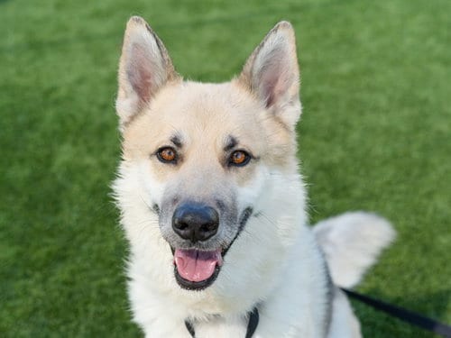 Photo of Mailman, adoptable Siberian Husky in Martinez, California