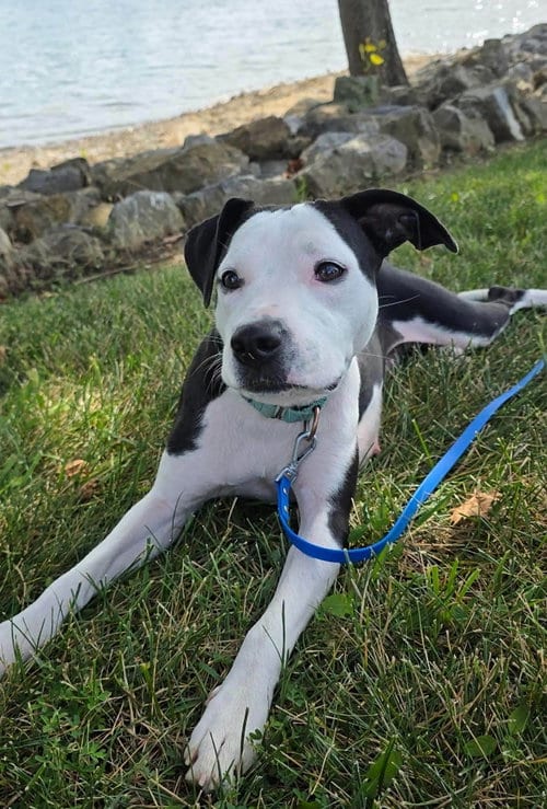 Photo of Chanel, adoptable Pit Bull Terrier in Rustburg, Virginia