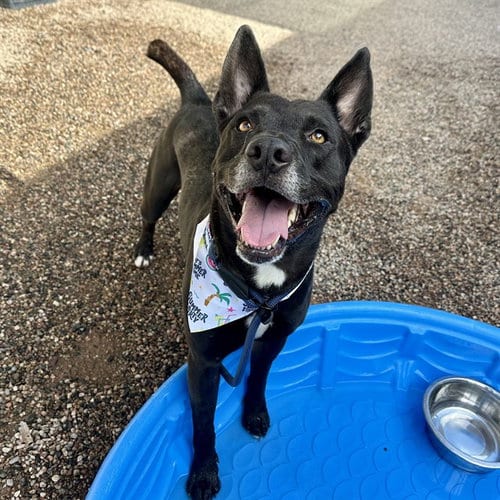 Photo of Kyro, adoptable American Pit Bull Terrier in Mesa, Arizona