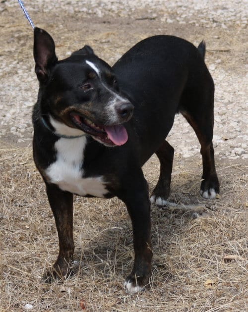 Photo of Brutus, adoptable Terrier in Bandera, Texas