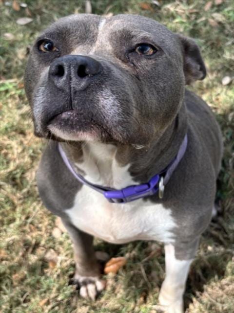 Photo of Delilah, adoptable Pit Bull Terrier in Texas City, Texas