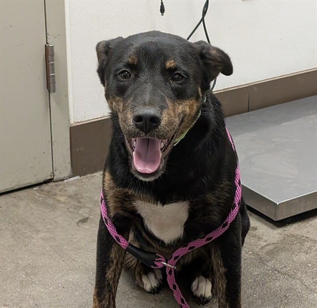 Photo of Bo, adoptable dog