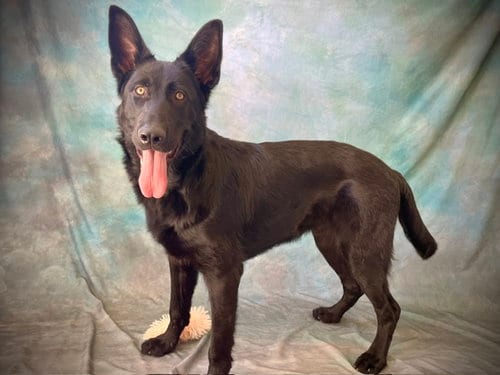 Photo of Bruce, adoptable German Shepherd Dog in Salinas, California