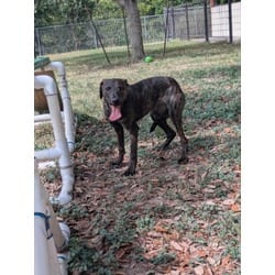 Photo of Leda, adoptable German Shepherd Dog in Texas City, Texas