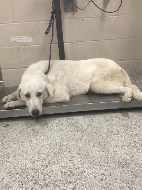 Photo of A432730, adoptable Great Pyrenees in Conroe, Texas