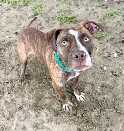 Photo of Cedar, adoptable American Pit Bull Terrier in Inverness, Florida
