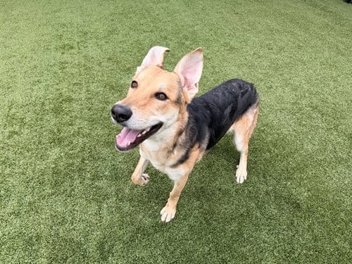 Photo of Pancake, adoptable German Shepherd Dog in Garland, Texas