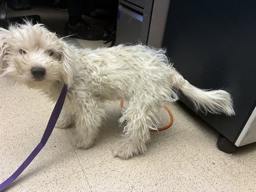 Photo of Gelato, adoptable Poodle (Miniature) in San Jose, California