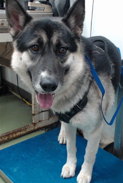 Photo of Senior Husky, adoptable Husky in Devore, California