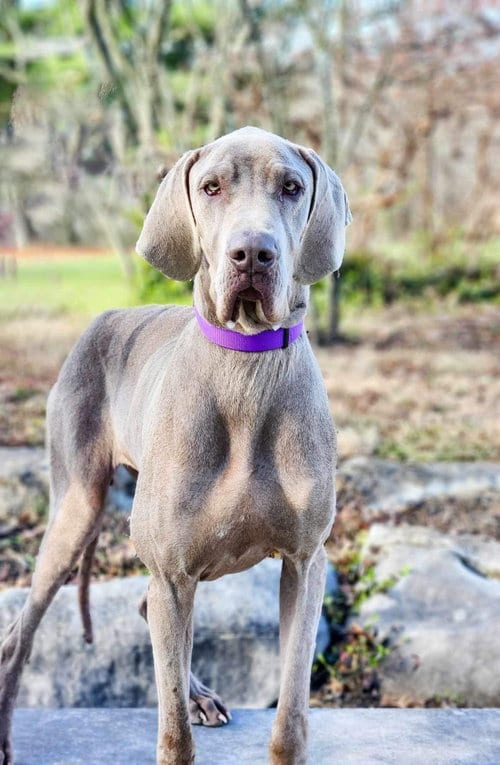 Photo of Lucy, adoptable Great Dane in Florence, Kentucky
