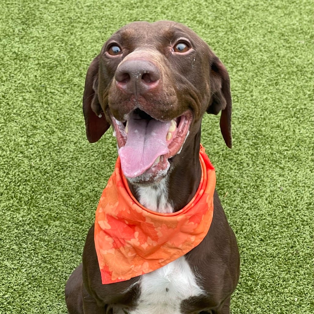 Photo of Olivia, adoptable Pointer / Retriever, Labrador in Jacksonville, North Carolina