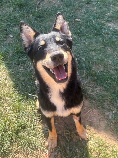 Photo of Chekov, adoptable Shepherd in Wetumpka, Alabama