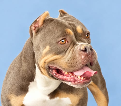 Photo of Baby, adoptable English Bulldog in Pasadena, California