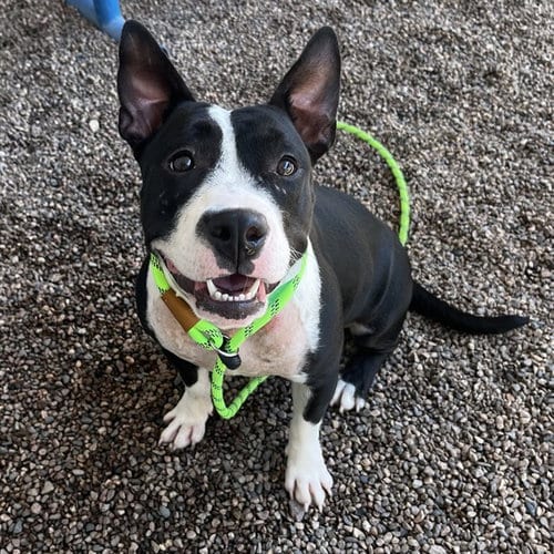 Photo of Lexi, adoptable American Pit Bull Terrier in Mesa, Arizona