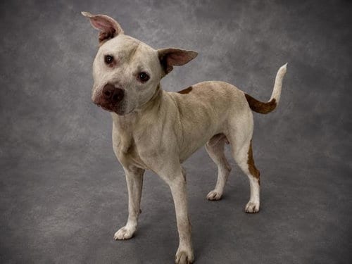 Photo of Jasper, adoptable Bulldog in Winter Haven, Florida