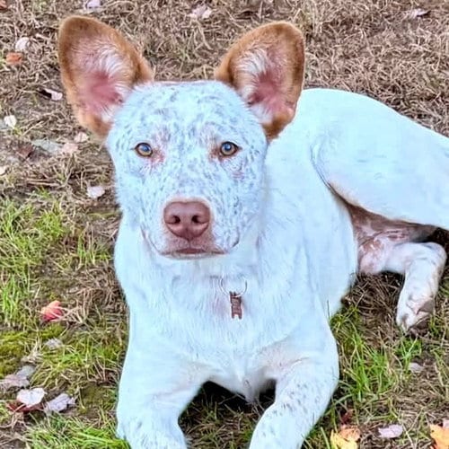 Photo of Chucky, adoptable Australian Cattle Dog/Blue Heeler in Canton, Connecticut