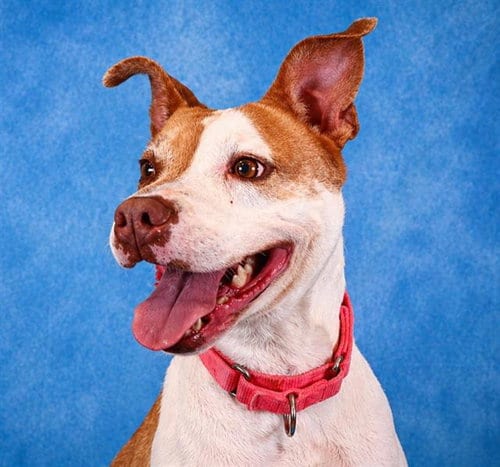 Photo of Daphne, adoptable Pit Bull Terrier in Pearland, Texas