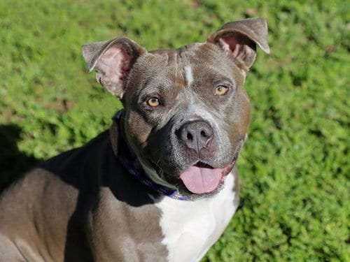 Photo of Nova, adoptable Pit Bull Terrier in Ojai, California