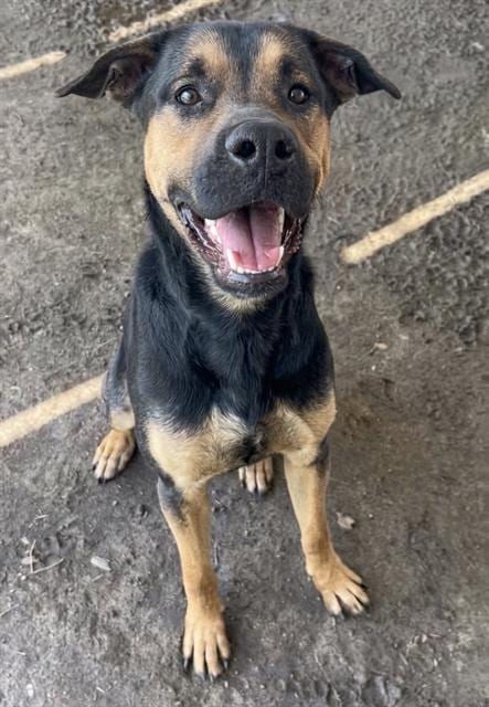 Photo of Boo Boo, adoptable German Shepherd Dog in Riverside, California
