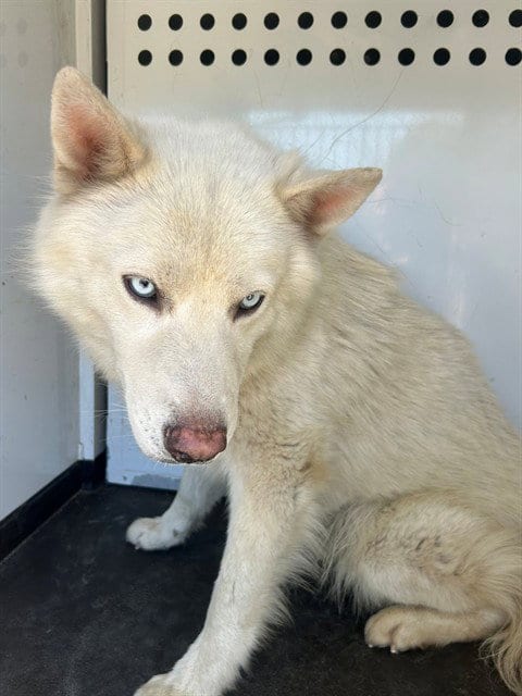 Photo of A170432, adoptable Siberian Husky in Bakersfield, California
