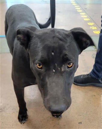 Photo of Vladamire, adoptable Labrador Retriever in Van Nuys, California