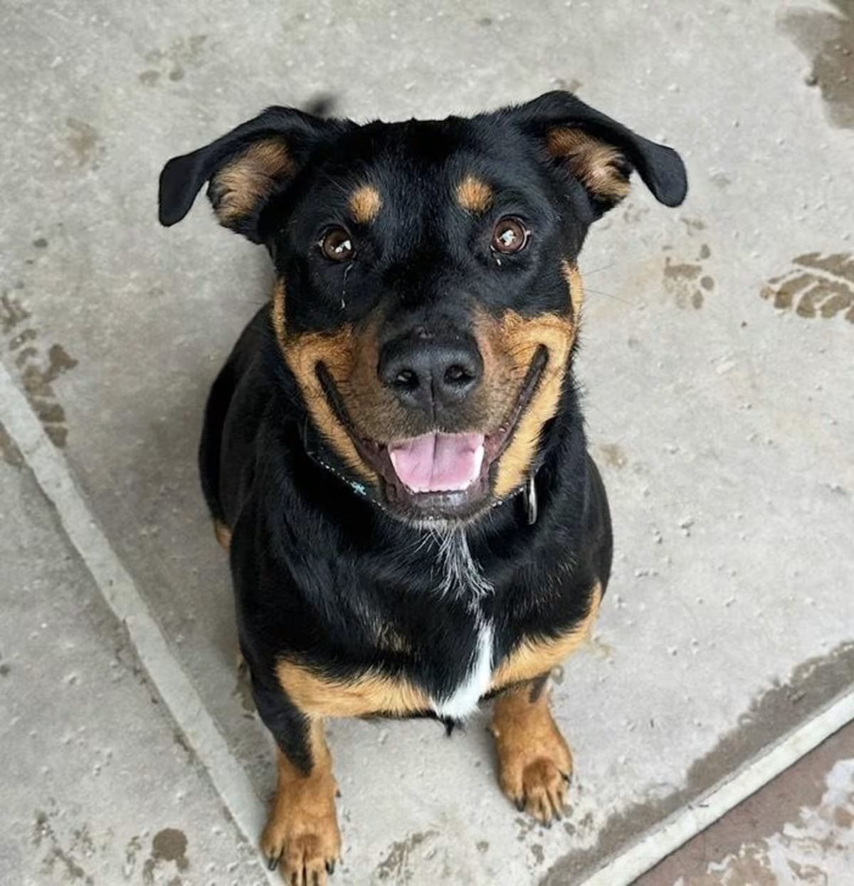 Photo of Obi, adoptable Rottweiler in Gilbert, Arizona