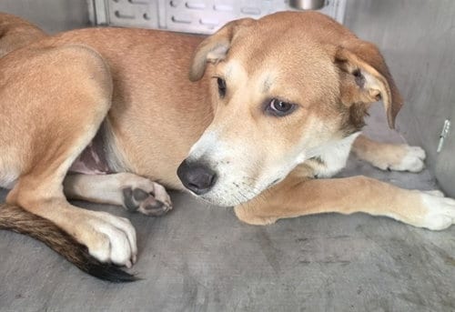 Photo of Cayenne, adoptable Siberian Husky in Conroe, Texas