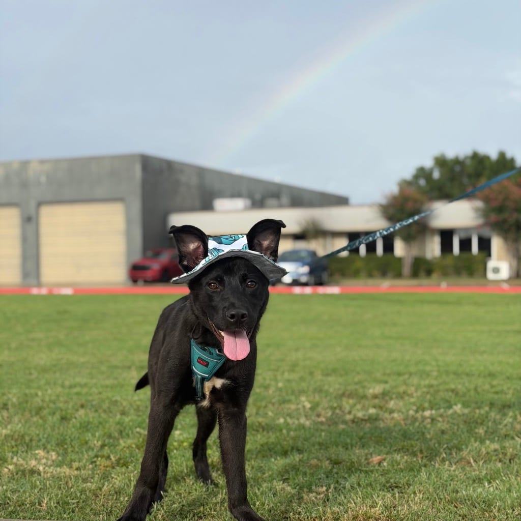 Photo of Neo, adoptable Shepherd in Bloomfield, Connecticut