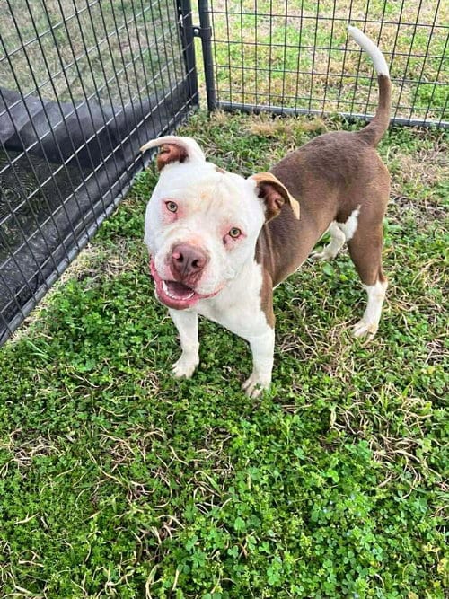 Photo of Jeremy, adoptable Terrier in Abbeville, Louisiana