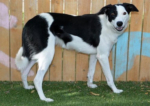 Photo of Patches, adoptable Border Collie in West Valley, Utah