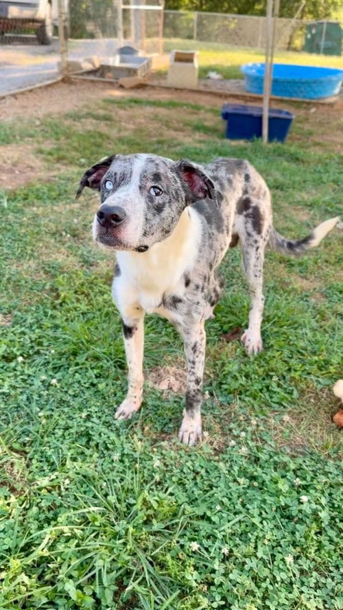 Photo of Parker, adoptable Great Dane in Crystal, Minnesota