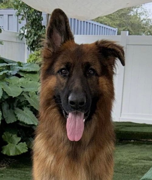 Photo of Pasquale, adoptable German Shepherd Dog in Miami, Florida