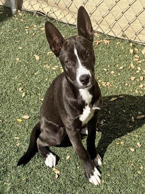Photo of Willow, adoptable Australian Kelpie in Salinas, California