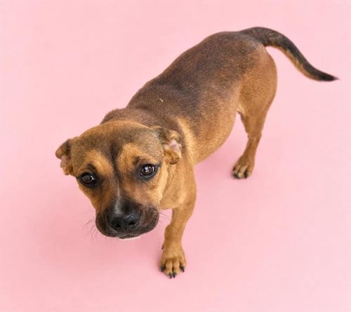 Photo of Lucy, adoptable Pit Bull Terrier in HESPERIA, California