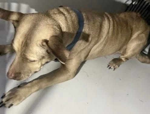 Photo of Senior Labrador Retriever mix, adoptable Labrador Retriever mix in Houston, Texas