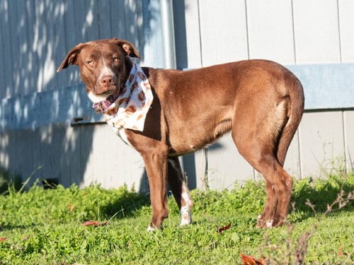 Photo of Tipper, adoptable Pit Bull Terrier in San Andreas, California