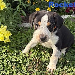 Photo of Rocket, adoptable Australian Shepherd Coonhound in Parker Ford, Pennsylvania